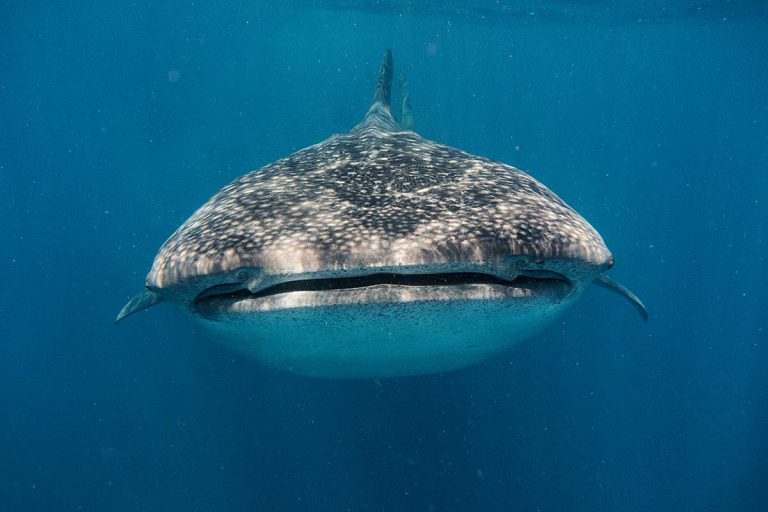 Bucear con tiburones ballena en Panamá