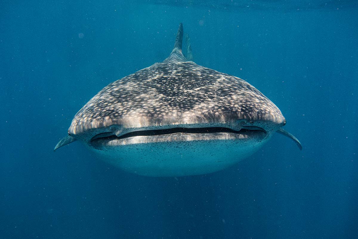 Bucear con tiburones ballena en Panamá