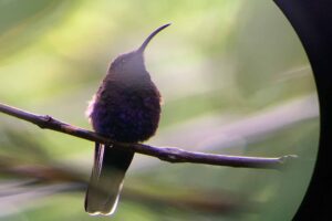 Colibrí raro en Boquete en un tour de observación de aves en Panamá