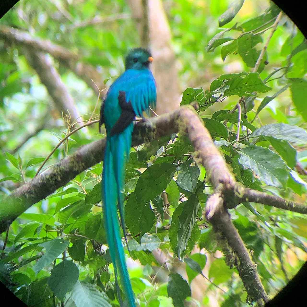 Quetzal bird in Boquete on a Birdwatching tour in Panama